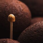 Biała trufla z Alby vs czarna trufla z Périgord – różnice w smaku, sezonie i cenie